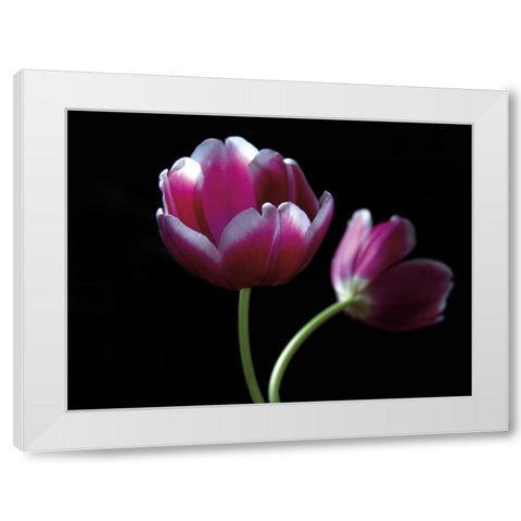 Passion White Modern Wood Framed Art Print by Szilagyi, Ily