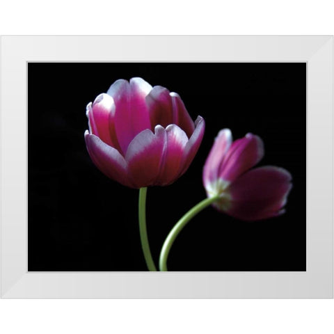 Passion White Modern Wood Framed Art Print by Szilagyi, Ily