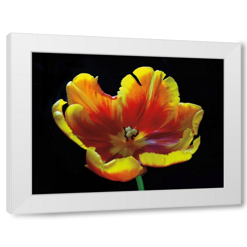 Expose White Modern Wood Framed Art Print by Szilagyi, Ily