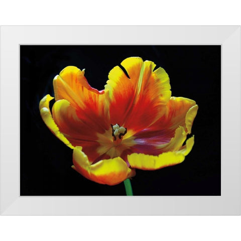 Expose White Modern Wood Framed Art Print by Szilagyi, Ily