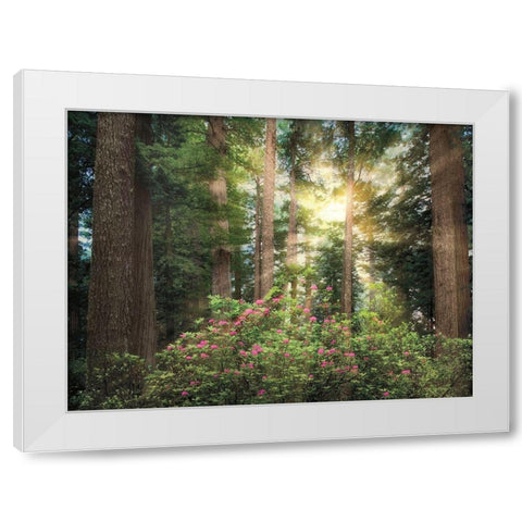 Rise n Shine White Modern Wood Framed Art Print by Frates, Dennis