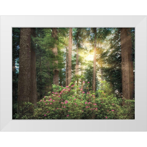 Rise n Shine White Modern Wood Framed Art Print by Frates, Dennis