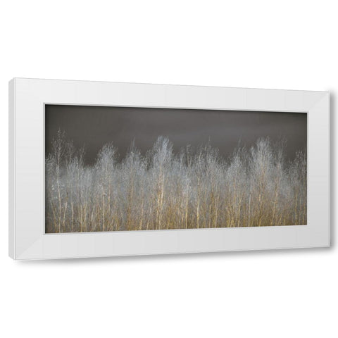 Silver Forest White Modern Wood Framed Art Print by Frank, Assaf