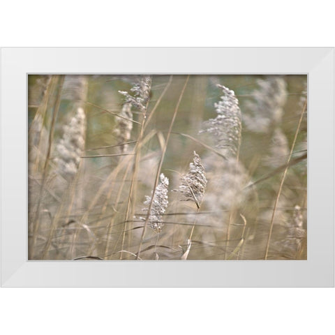 Wind Blown White Modern Wood Framed Art Print by Frank, Assaf