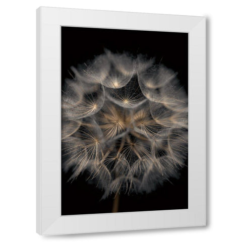 Fragile Beauty White Modern Wood Framed Art Print by Frank, Assaf