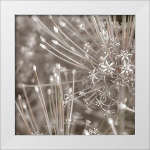 Silver Alliums White Modern Wood Framed Art Print by Frank, Assaf