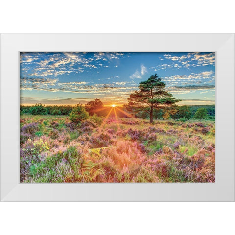 Heathland Sunset White Modern Wood Framed Art Print by Frank, Assaf