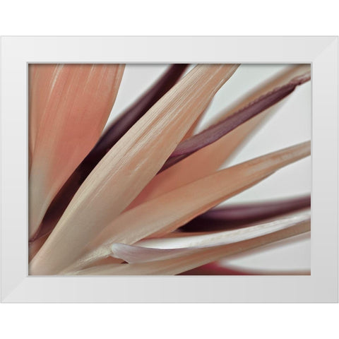 Heliconia Harmony White Modern Wood Framed Art Print by Frank, Assaf