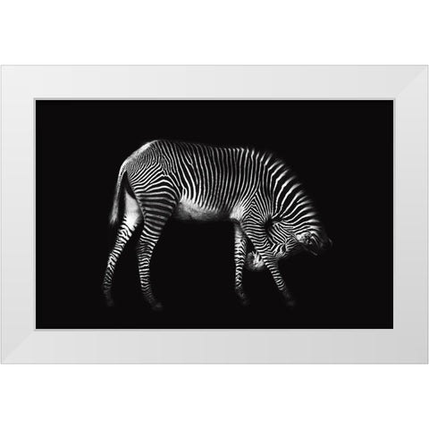 Zebra Solo White Modern Wood Framed Art Print by Ortega, Xavier