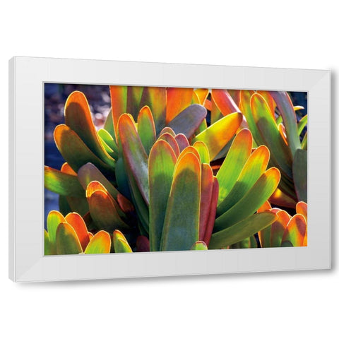 Aloe Fan White Modern Wood Framed Art Print by Frates, Dennis