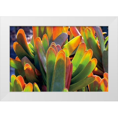 Aloe Fan White Modern Wood Framed Art Print by Frates, Dennis