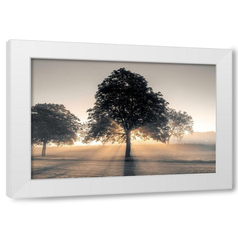 Hidden Treasure White Modern Wood Framed Art Print by Frank, Assaf