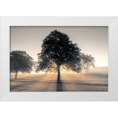 Hidden Treasure White Modern Wood Framed Art Print by Frank, Assaf