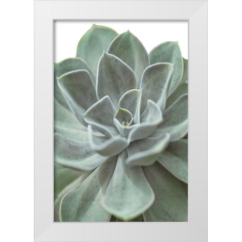 Echeveria White Modern Wood Framed Art Print by Frank, Assaf