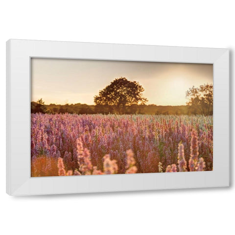 Delphinium Sunset White Modern Wood Framed Art Print by Frank, Assaf