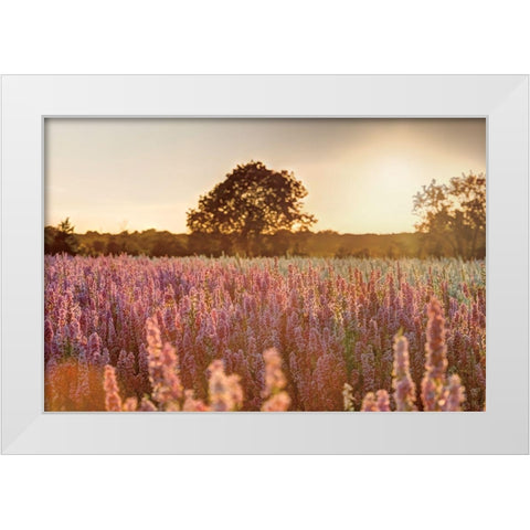 Delphinium Sunset White Modern Wood Framed Art Print by Frank, Assaf