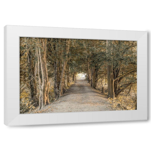 Autumn Forest White Modern Wood Framed Art Print by Frank, Assaf
