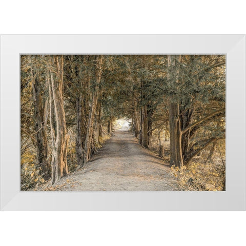 Autumn Forest White Modern Wood Framed Art Print by Frank, Assaf