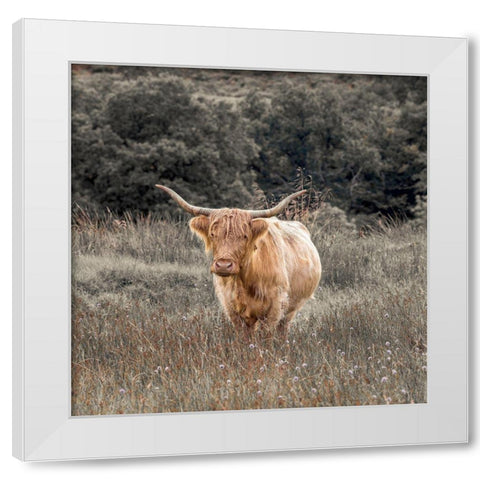 Highland Cow I White Modern Wood Framed Art Print by Frank, Assaf