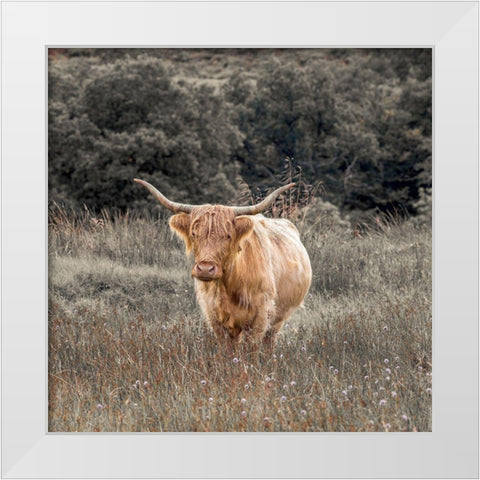 Highland Cow I White Modern Wood Framed Art Print by Frank, Assaf