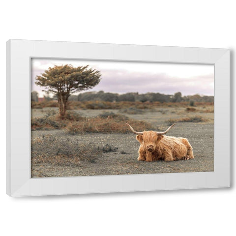 Highland Cow II White Modern Wood Framed Art Print by Frank, Assaf