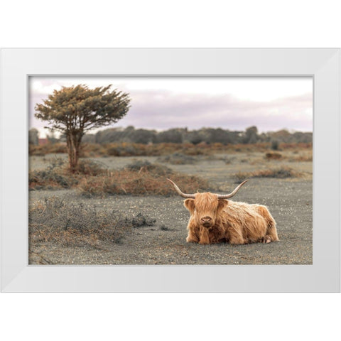 Highland Cow II White Modern Wood Framed Art Print by Frank, Assaf