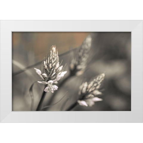 Up Close White Modern Wood Framed Art Print by Frank, Assaf