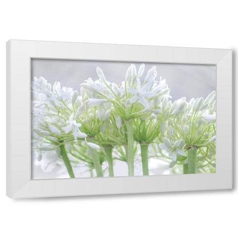 African Lily I White Modern Wood Framed Art Print by Frank, Assaf