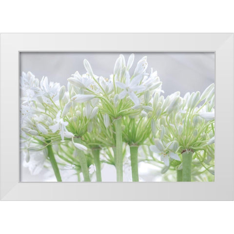 African Lily I White Modern Wood Framed Art Print by Frank, Assaf