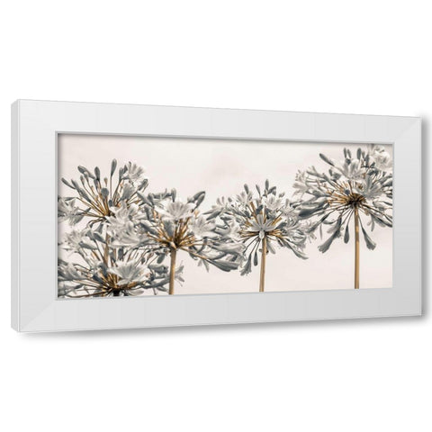 African Lily II White Modern Wood Framed Art Print by Frank, Assaf