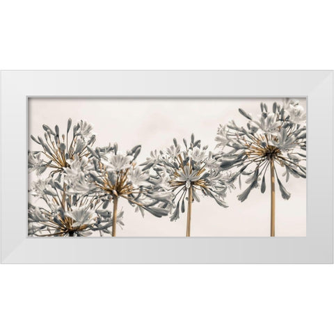 African Lily II White Modern Wood Framed Art Print by Frank, Assaf