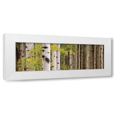 White Forest Standing White Modern Wood Framed Art Print by Ross, Heather