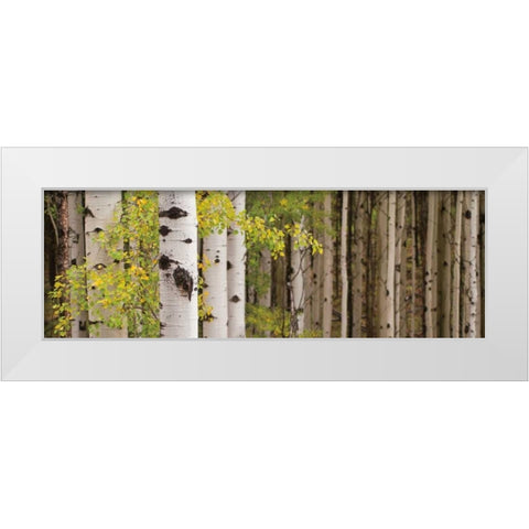 White Forest Standing White Modern Wood Framed Art Print by Ross, Heather