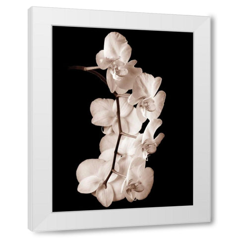 Orchid Dance I White Modern Wood Framed Art Print by Rehner, John