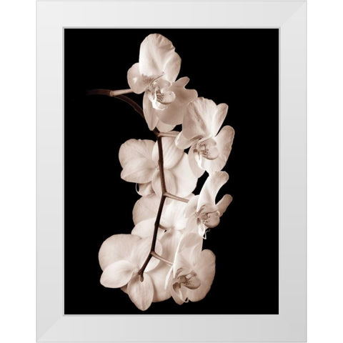 Orchid Dance I White Modern Wood Framed Art Print by Rehner, John