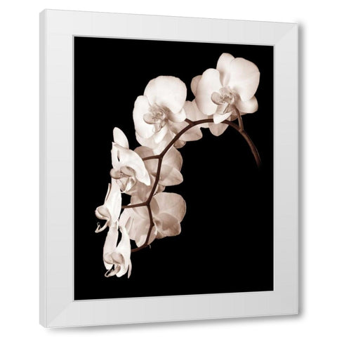 Orchid Dance II White Modern Wood Framed Art Print by Rehner, John