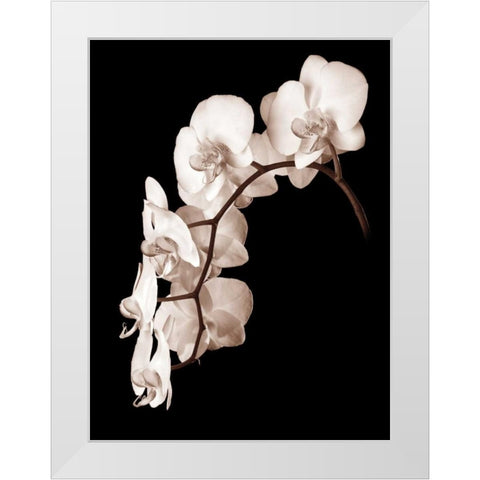 Orchid Dance II White Modern Wood Framed Art Print by Rehner, John