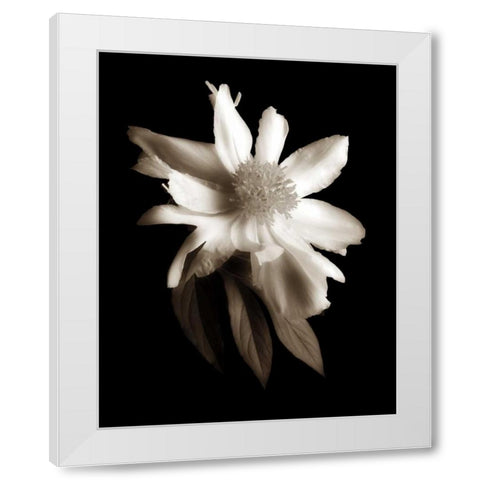 Portrait in White II White Modern Wood Framed Art Print by Rehner, John