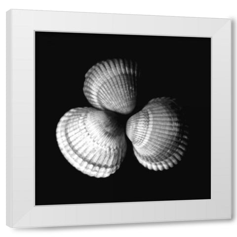 Shell Collection I White Modern Wood Framed Art Print by Szilagyi, Ily