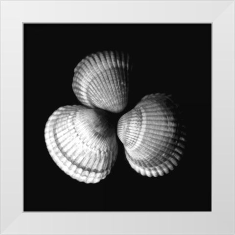 Shell Collection I White Modern Wood Framed Art Print by Szilagyi, Ily