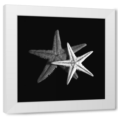 Shell Collection II White Modern Wood Framed Art Print by Szilagyi, Ily