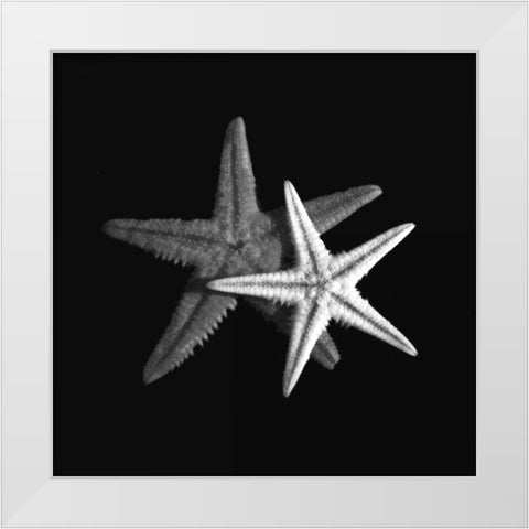 Shell Collection II White Modern Wood Framed Art Print by Szilagyi, Ily