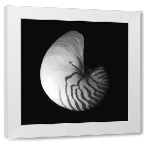 Shell Collection III White Modern Wood Framed Art Print by Szilagyi, Ily
