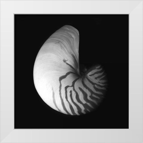 Shell Collection III White Modern Wood Framed Art Print by Szilagyi, Ily