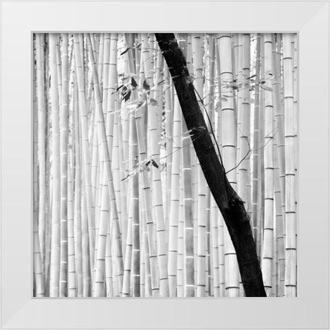 Bamboo Forest White Modern Wood Framed Art Print by Manuel, Alexandre
