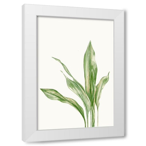 Aspidistra Variegata II White Modern Wood Framed Art Print by Errico and Slyp