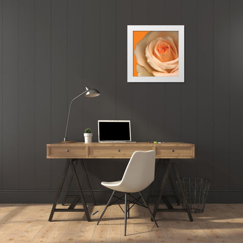 Peach Rose White Modern Wood Framed Art Print by Diskin, Ceil