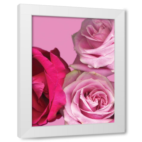 Pink Red Roses White Modern Wood Framed Art Print by Diskin, Ceil