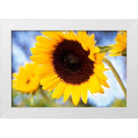 Sunshine White Modern Wood Framed Art Print by Connolly, Karina