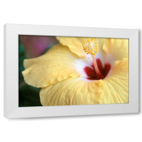 Hibiscus White Modern Wood Framed Art Print by Connolly, Karin